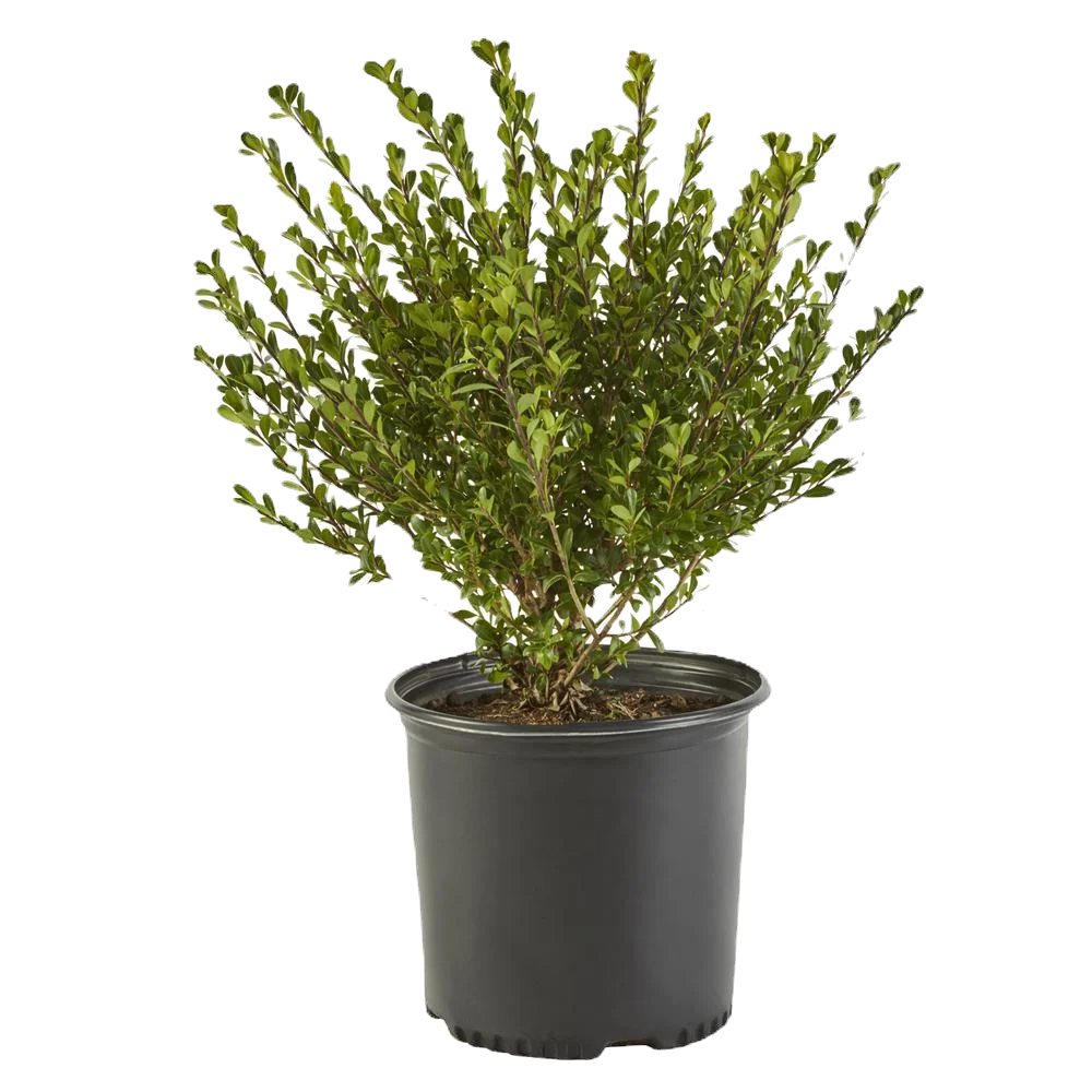 Compacta Holly Shrub image 1