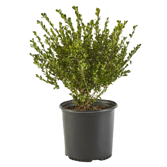 Compacta Holly Shrub image 1