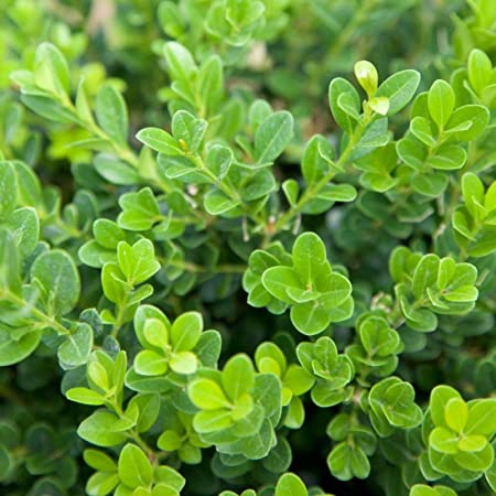 Baby Gem Boxwood Shrub image 3