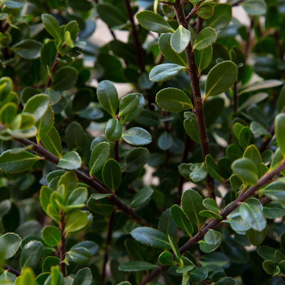 Compacta Holly Shrub image 2