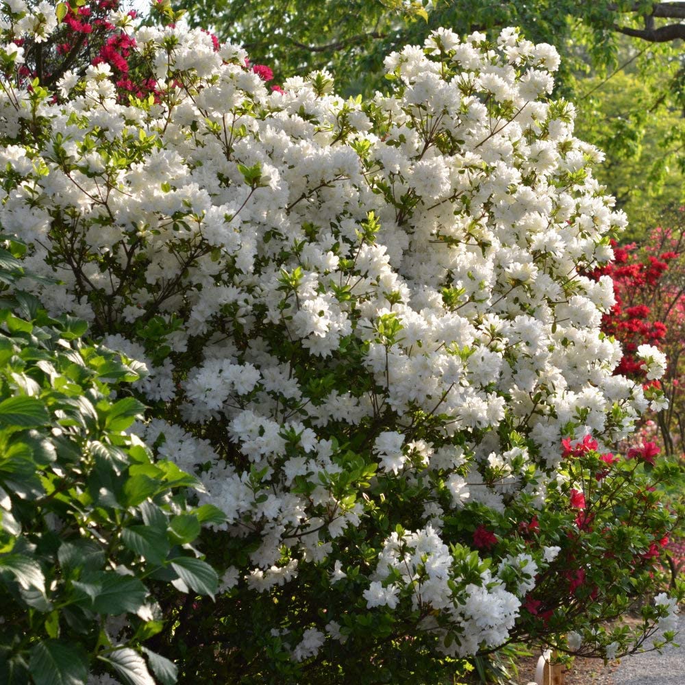 Autumn Angel Azalea Shrub - 3 Gallon image 0