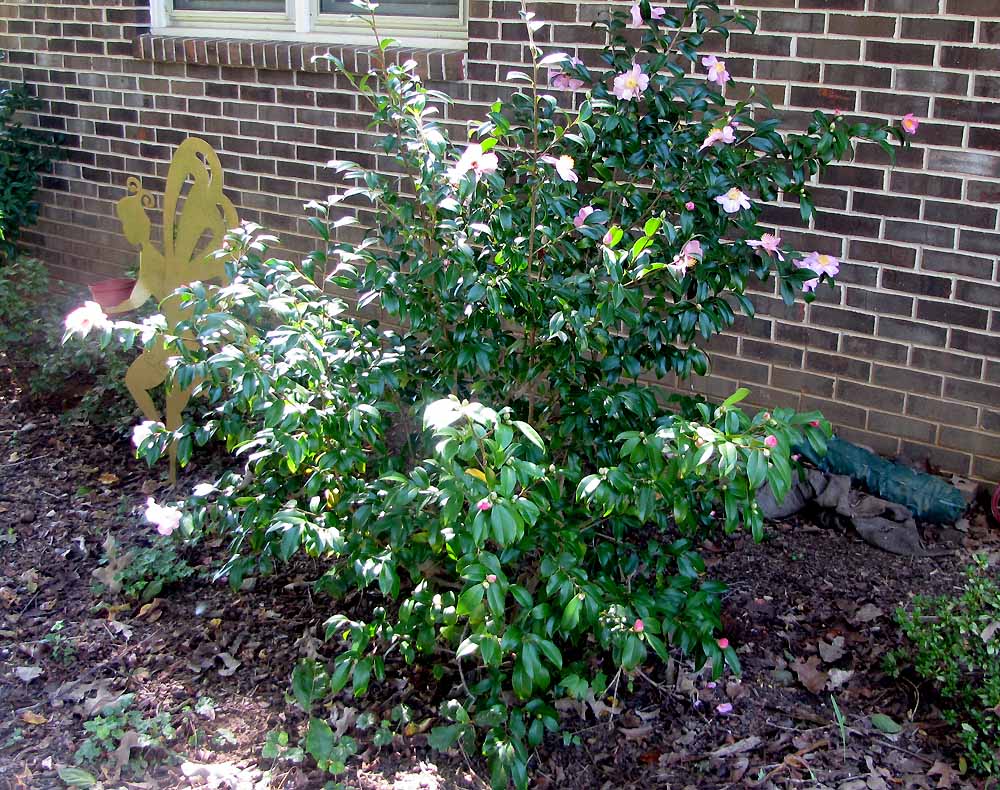 Winter's Star Camellia
