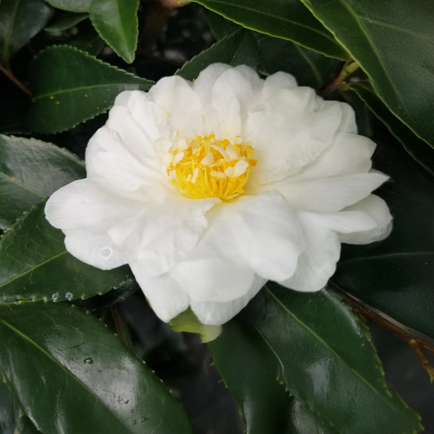 Winter's Snowman Camellia