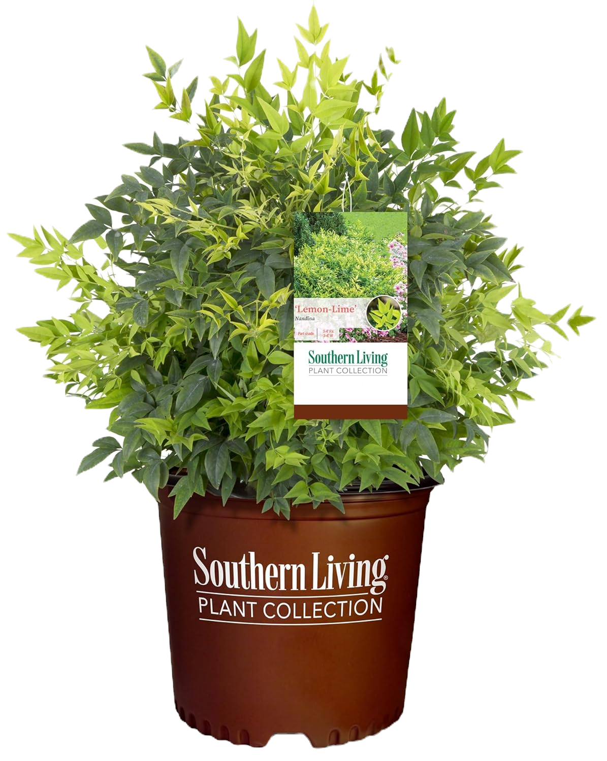 Lemon Lime Nandina Shrub image 1