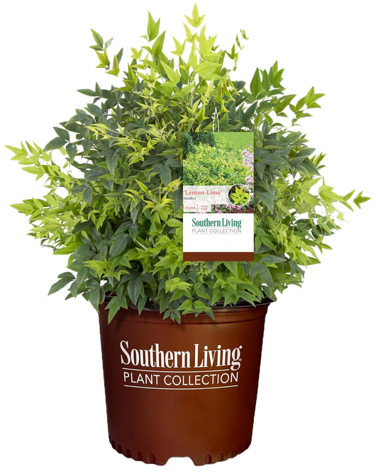 Lemon Lime Nandina Shrub image 1