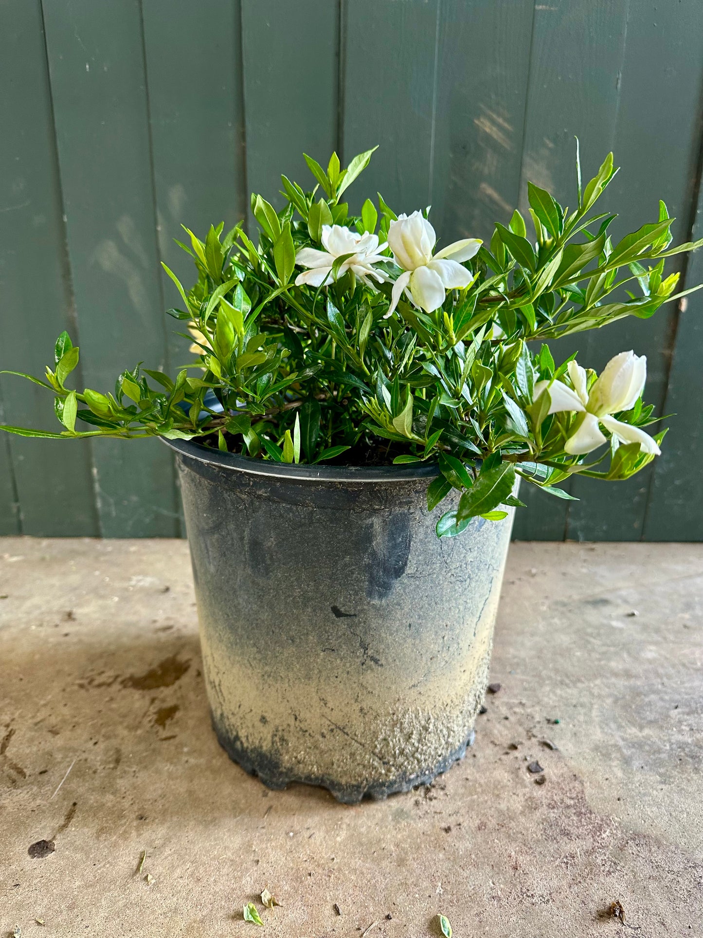 Dwarf Radicans Gardenia Shrub - 3 Gallon image 1