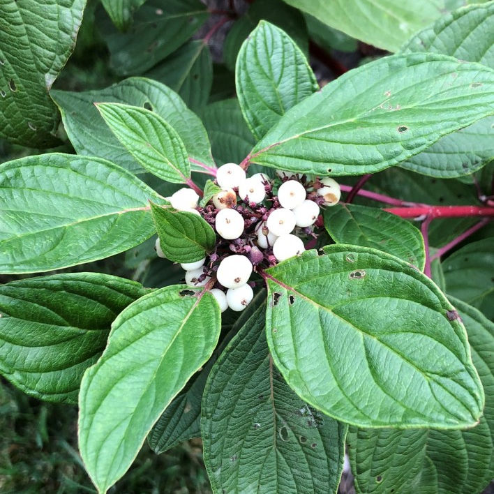 Arctic Fire® Red Twig Dogwood - 3 Gallon