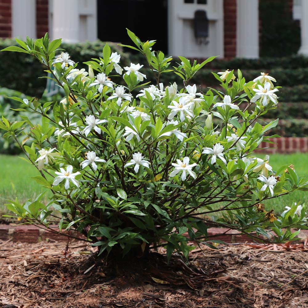 Dwarf Radicans Gardenia Shrub - 3 Gallon image 0