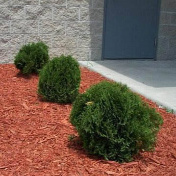 Hetz Midget Thuja - 3 Gallon