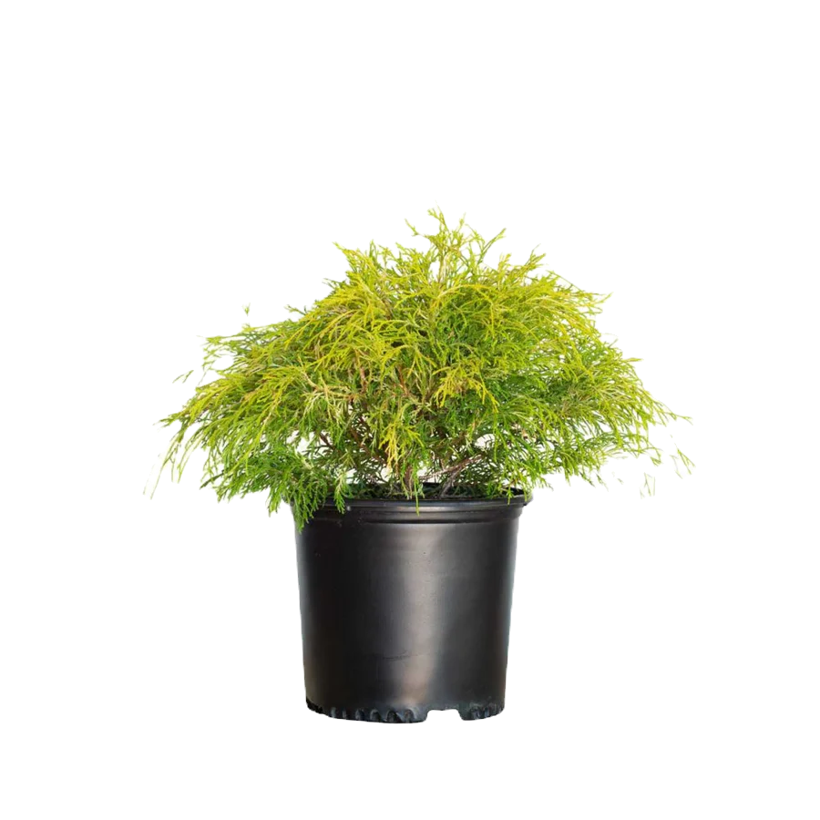 Golden Mop False Cypress Shrub image 1