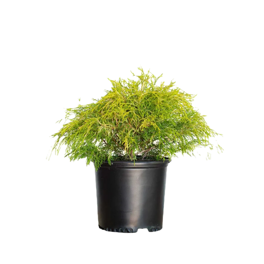 Golden Mop False Cypress Shrub image 1