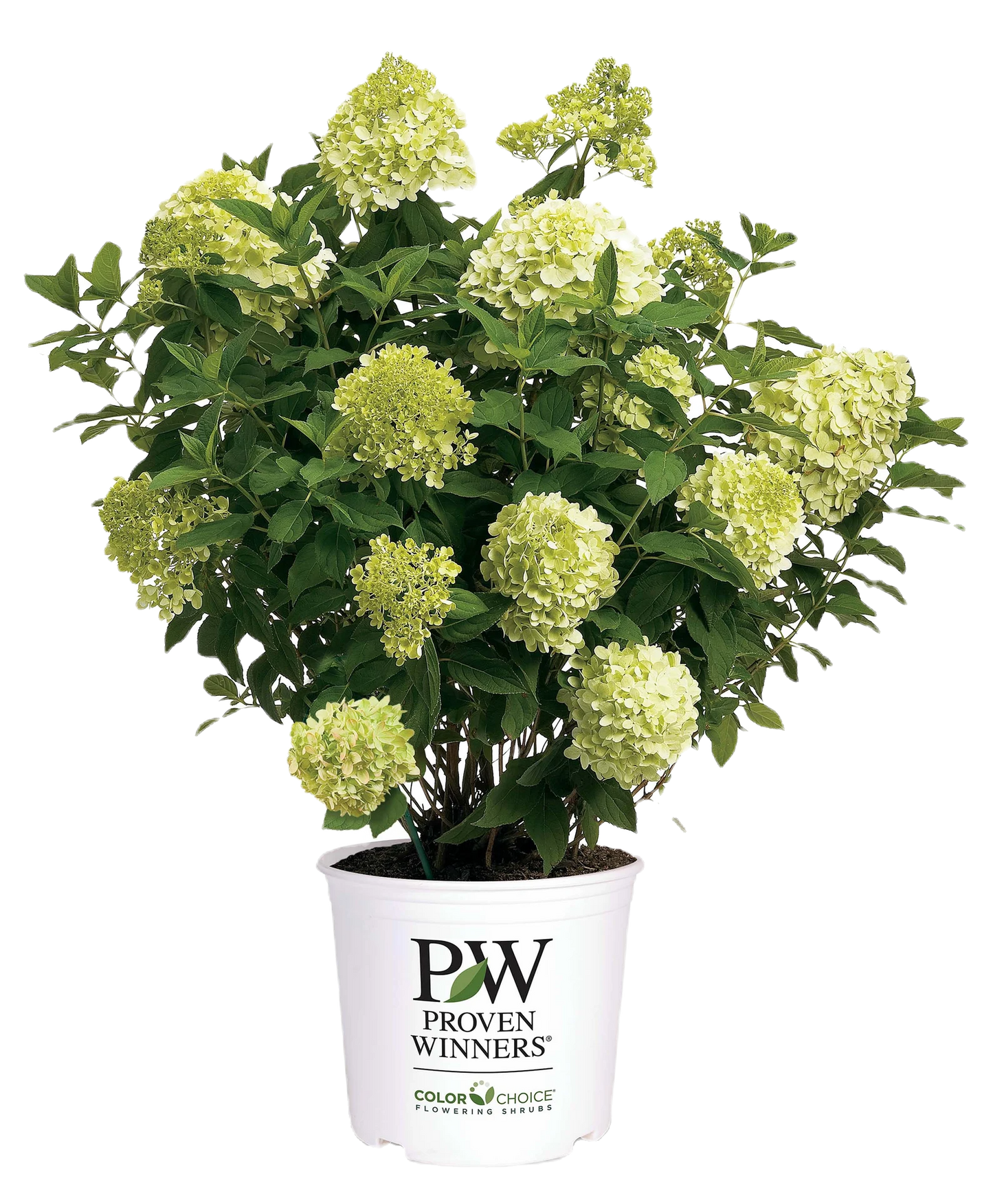Limelight Hydrangea Shrub image 1