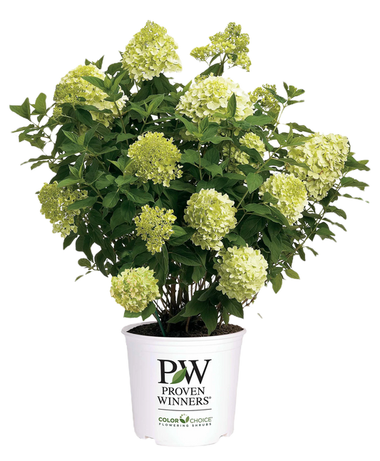 Limelight Hydrangea Shrub image 1