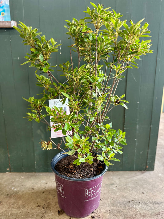 Autumn Sangria Azalea Shrub - 3 Gallon image 1