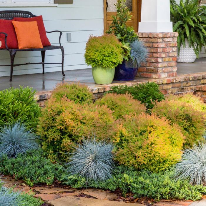 Fire Chief American Arborvitae Shrub - 3 Gallon image 3