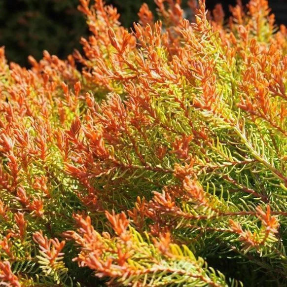 Fire Chief American Arborvitae Shrub - 3 Gallon image 2