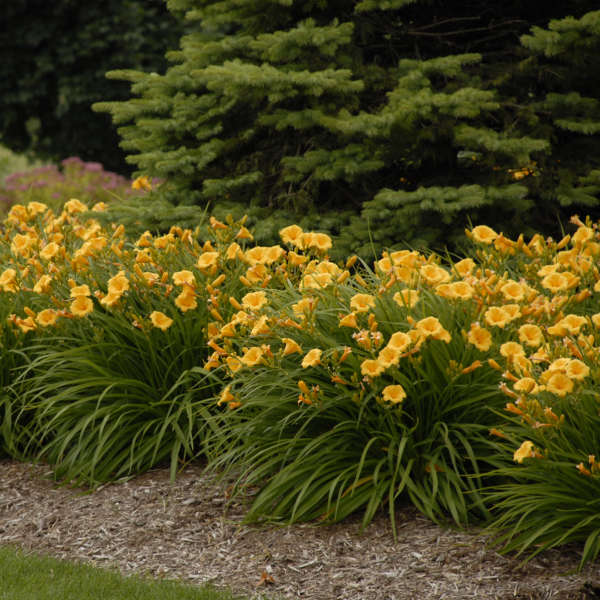 Stella de Oro Daylily Perennial - 1 Gallon