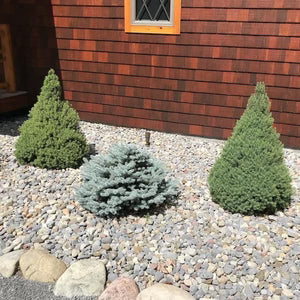 Dwarf Alberta Spruce - 3 Gallon