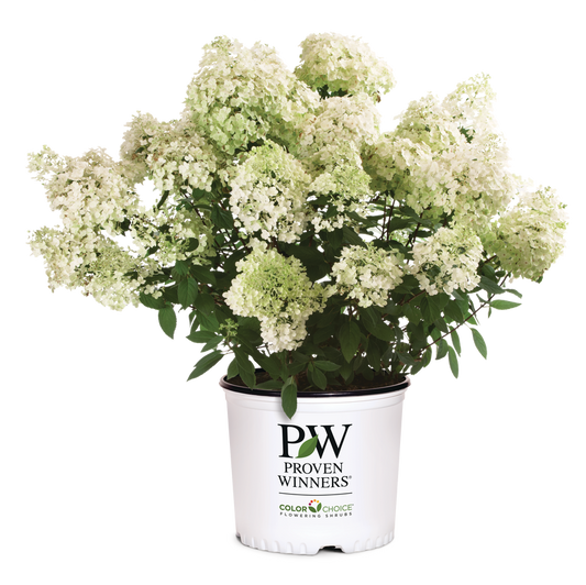 A potted flowering shrub with dense clusters of small white flowers and green foliage, in a white nursery pot printed with the logo 'PW Proven Winners Color Choice Flowering Gardens'.