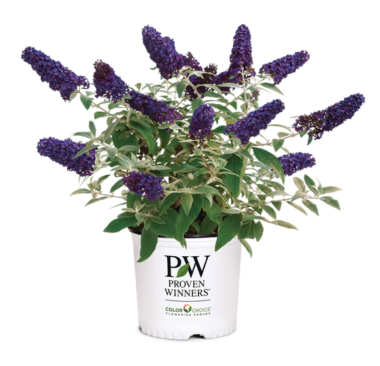Pugster Blue plant in 3 gallon Proven Winner's Pot