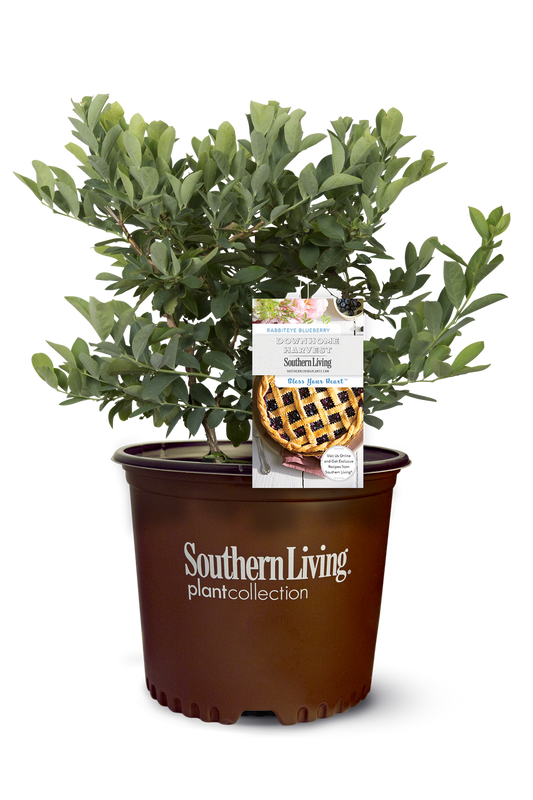 Bless Your Heart Blueberry Shrub image 1