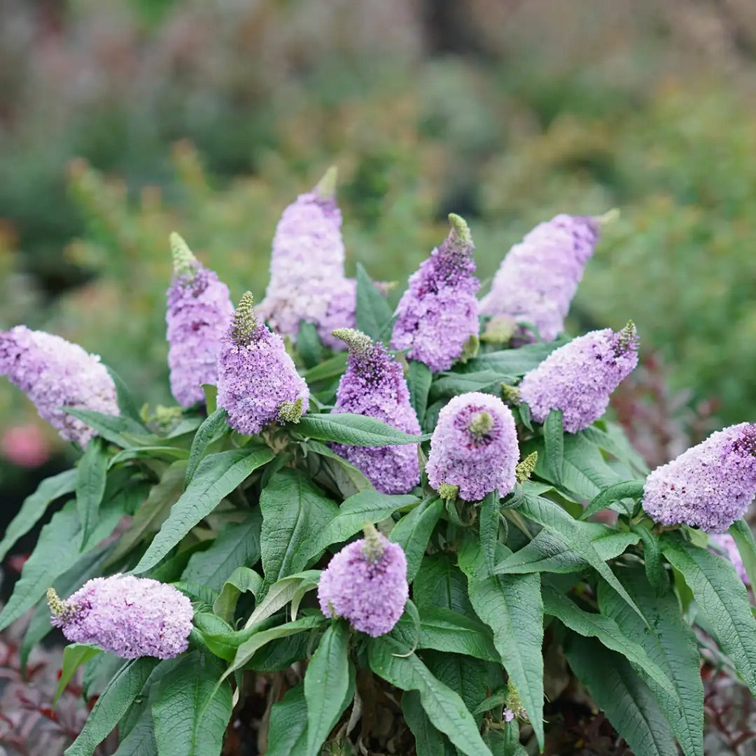 Pugster Amethyst Dwarf Butterfly Bush Shrub - 3 Gallon image 2