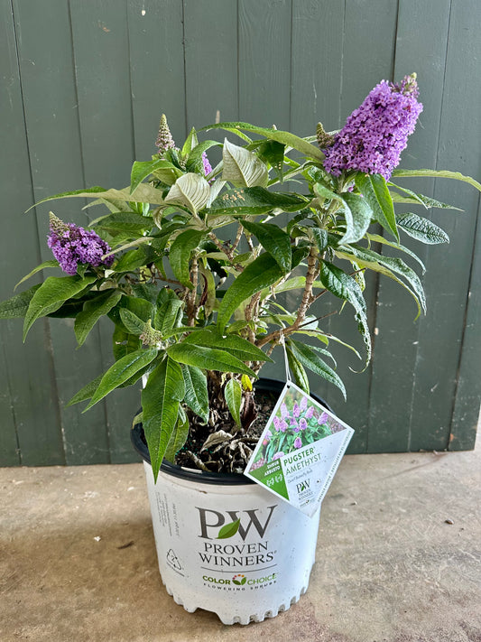 Pugster Amethyst Dwarf Butterfly Bush Shrub - 3 Gallon image 1