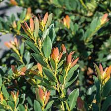 Coppertone Distylium Shrub - 3 Gallon image 4