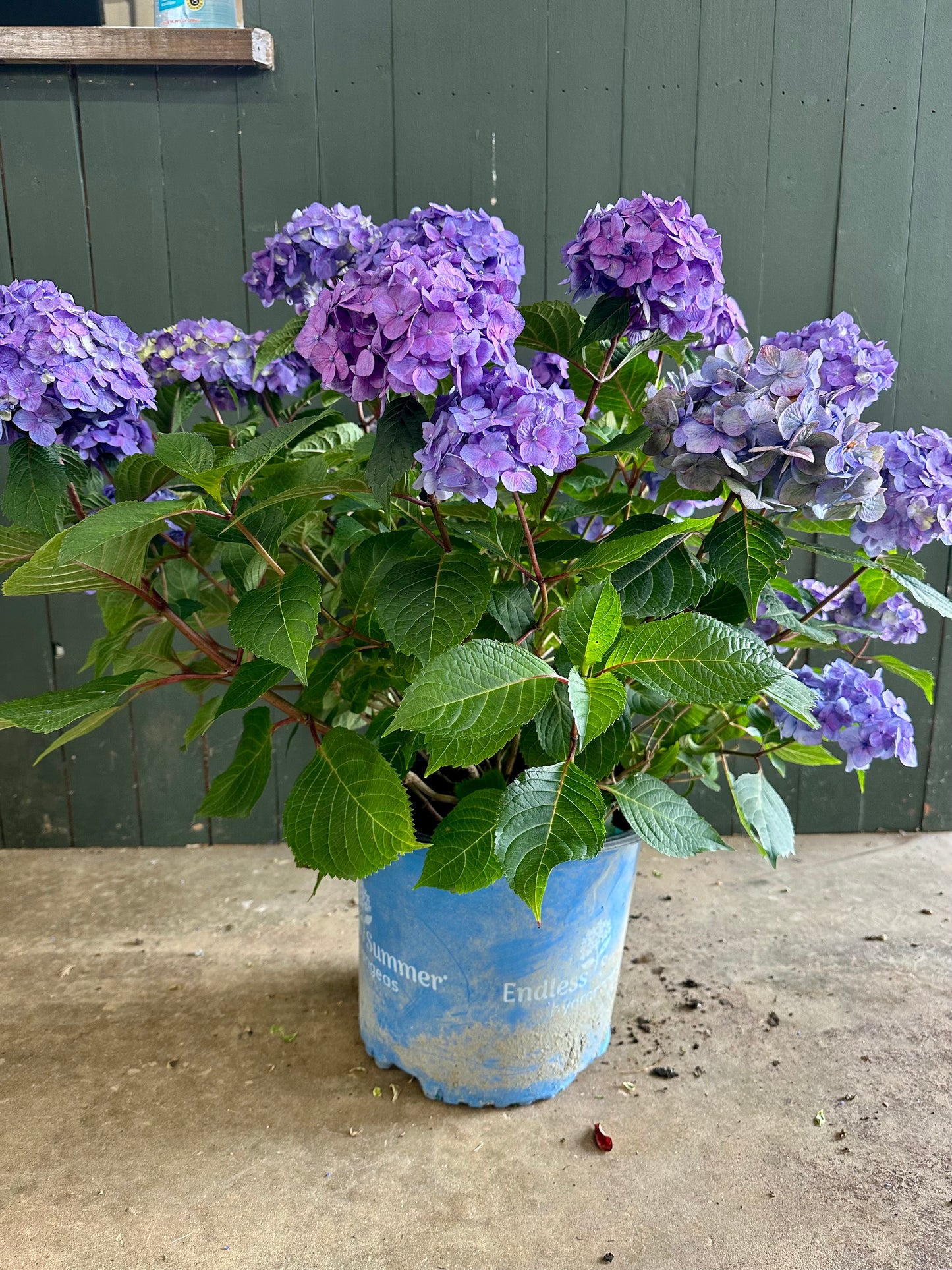 Endless Summer 'The Original' Hydrangea Shrub image 1