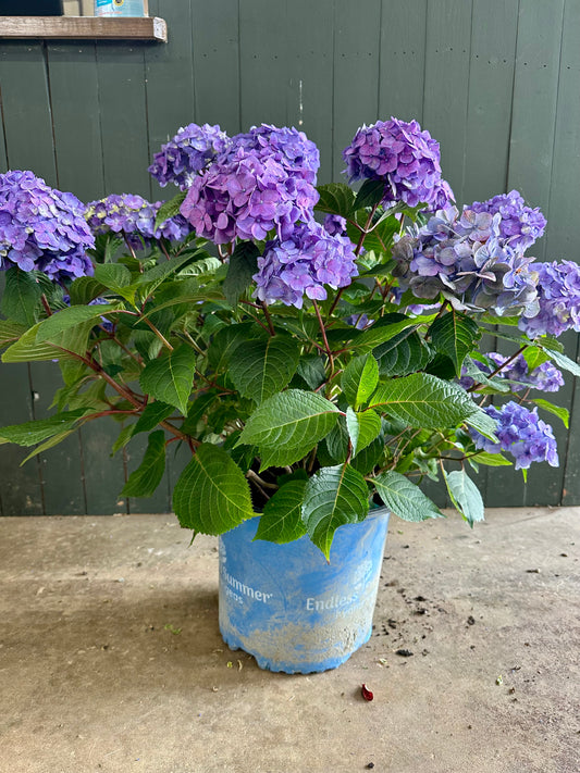 Endless Summer 'The Original' Hydrangea Shrub image 1