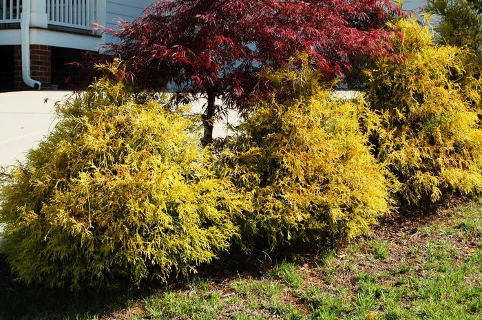 Golden Mop False Cypress Shrub image 2