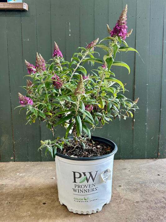 Pugster Pinker® Butterfly Bush - 3 Gallon image 1