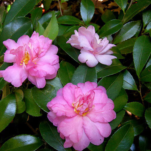 Winter's Star Camellia