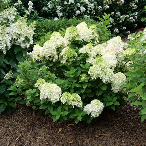 Little Lime Hydrangea Shrub - 3 Gallon image 2
