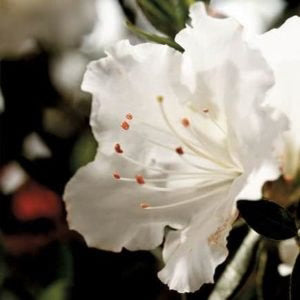 Autumn Angel Azalea Shrub - 3 Gallon image 2