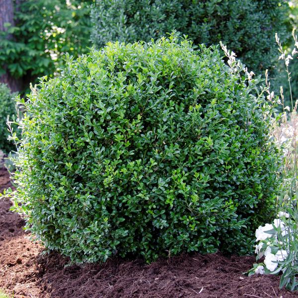 NewGen Independence Boxwood Shrub image 0