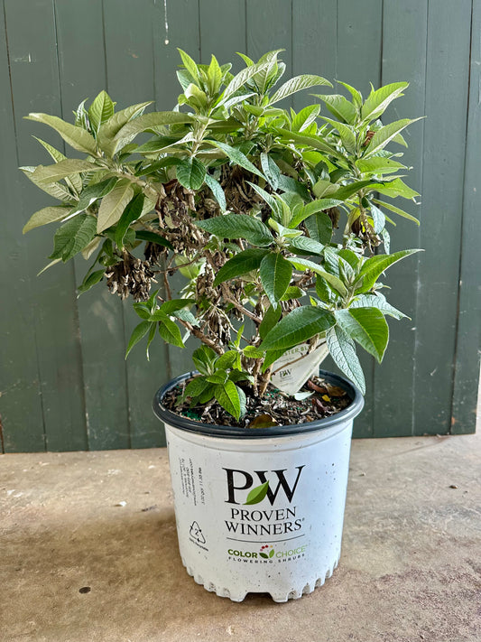 Pugster Blue® Dwarf Butterfly Bush - 3 Gallon image 1