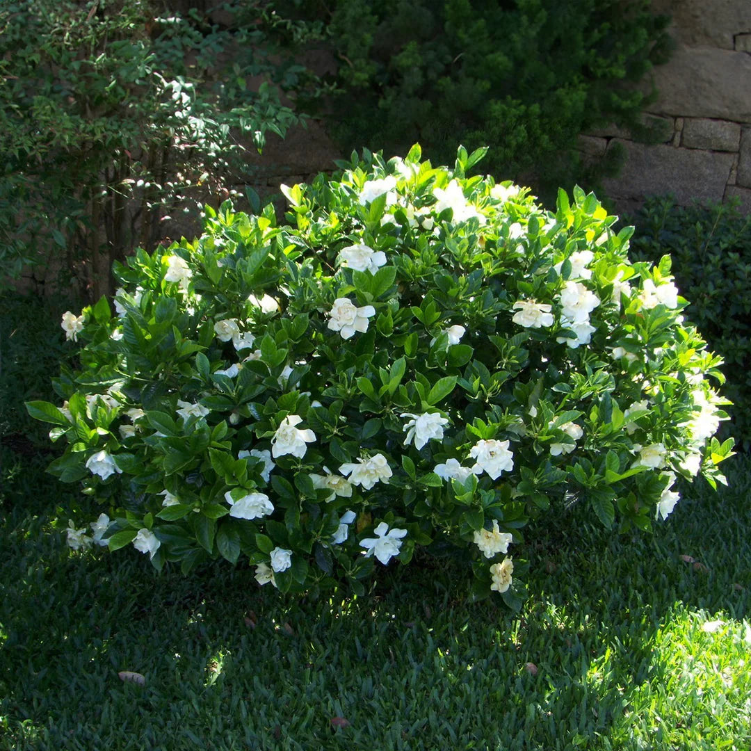 August Beauty Gardenia Shrub - 3 Gallon image 2