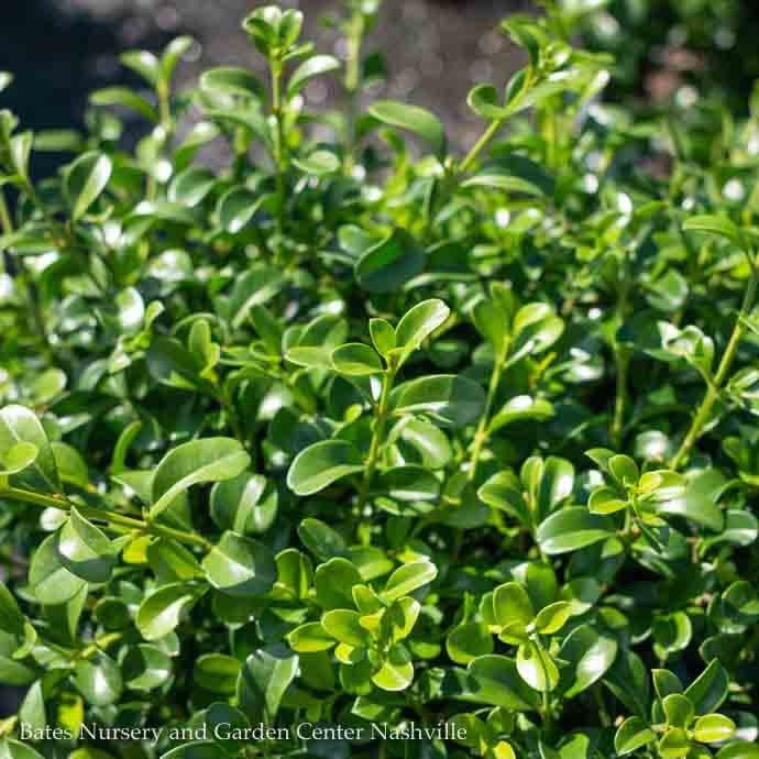NewGen Independence Boxwood Shrub image 2