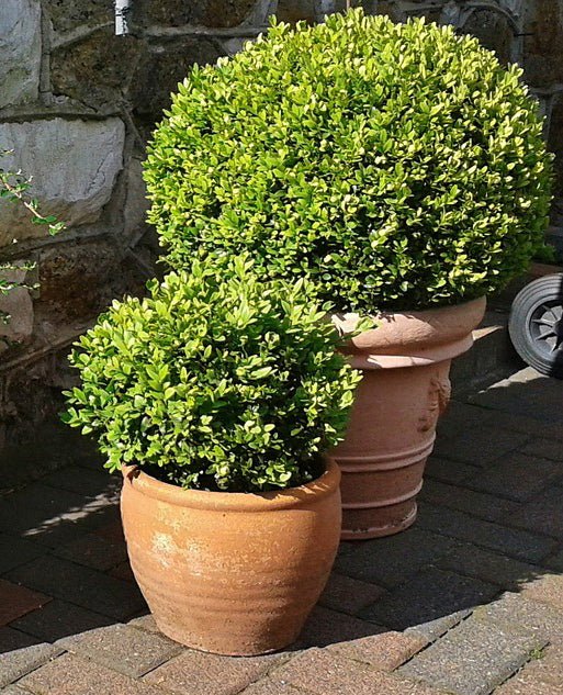 Wintergreen Boxwood Shrub image 3