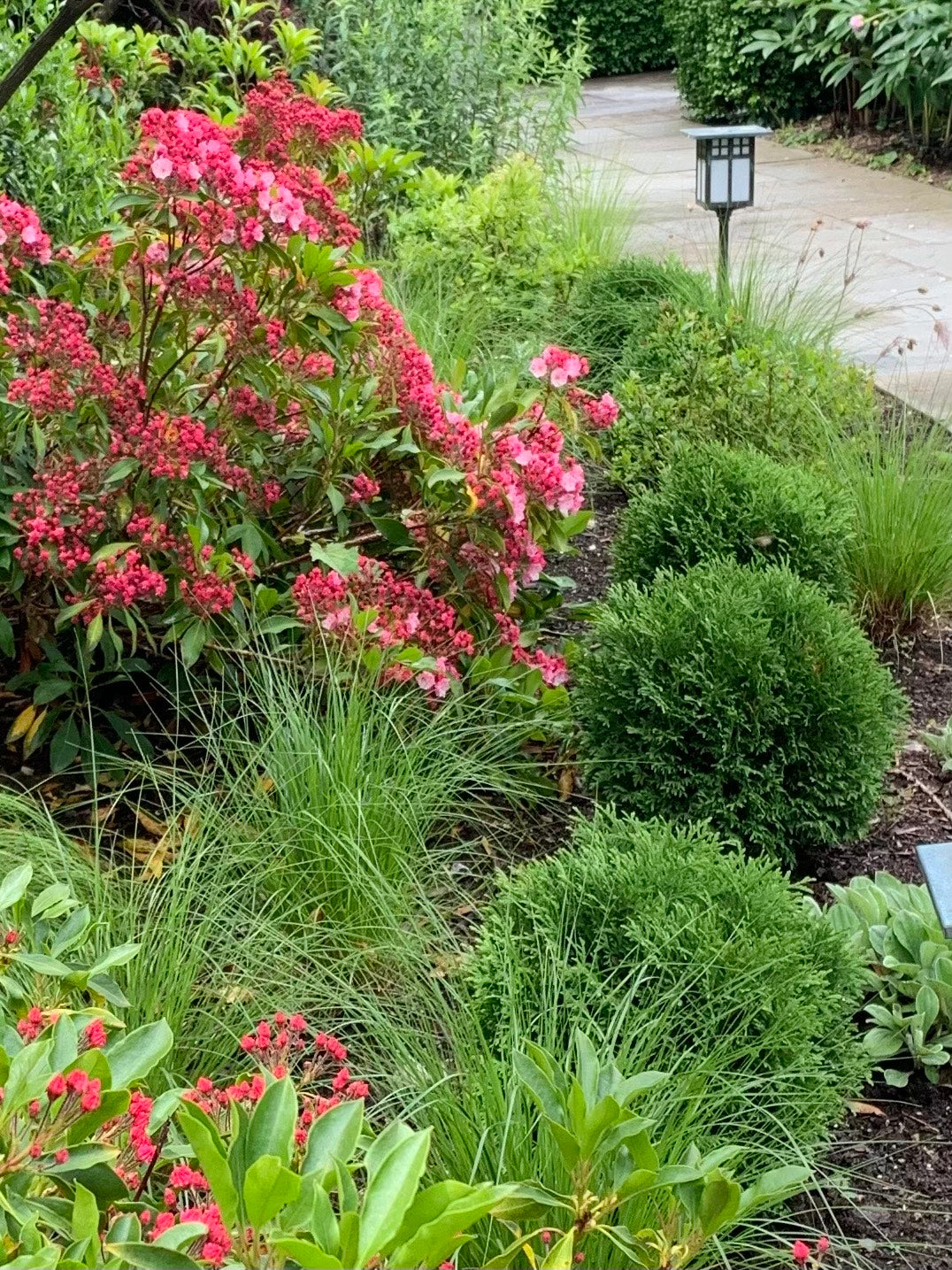 Hetz Midget Arborvitae - 3 Gallon image 3