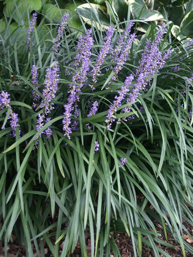Big Blue Liriope Perennial image 2
