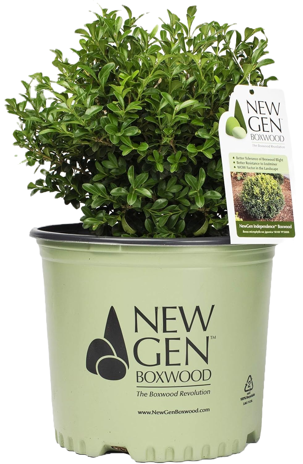 NewGen Independence Boxwood Shrub image 1