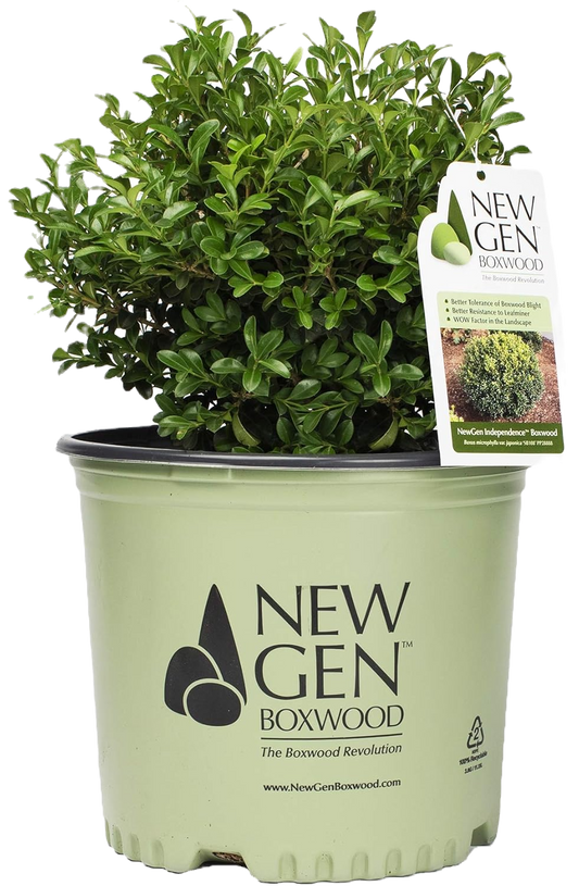 NewGen Independence Boxwood Shrub image 1