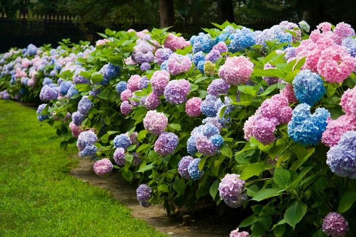 Endless Summer 'The Original' Hydrangea Shrub image 3
