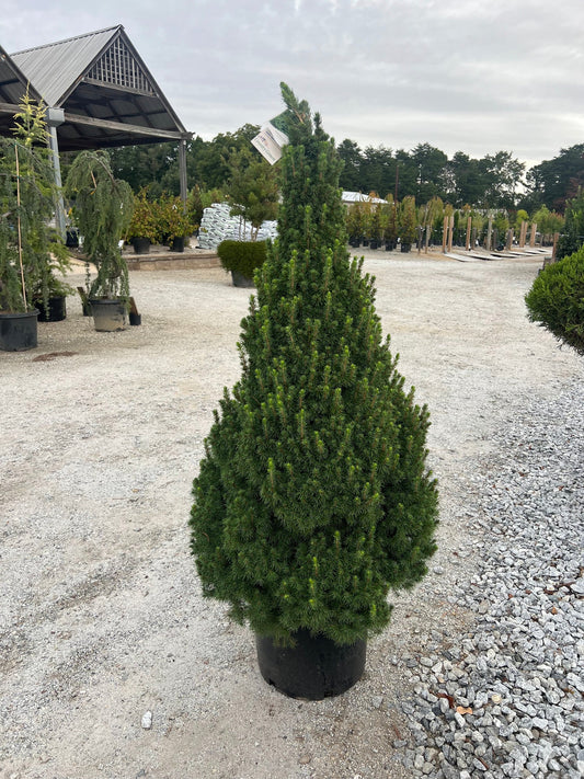 Dwarf Alberta Spruce - 3 Gallon