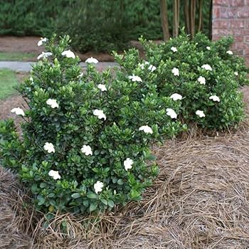 Dwarf Radicans Gardenia - 3 Gallon