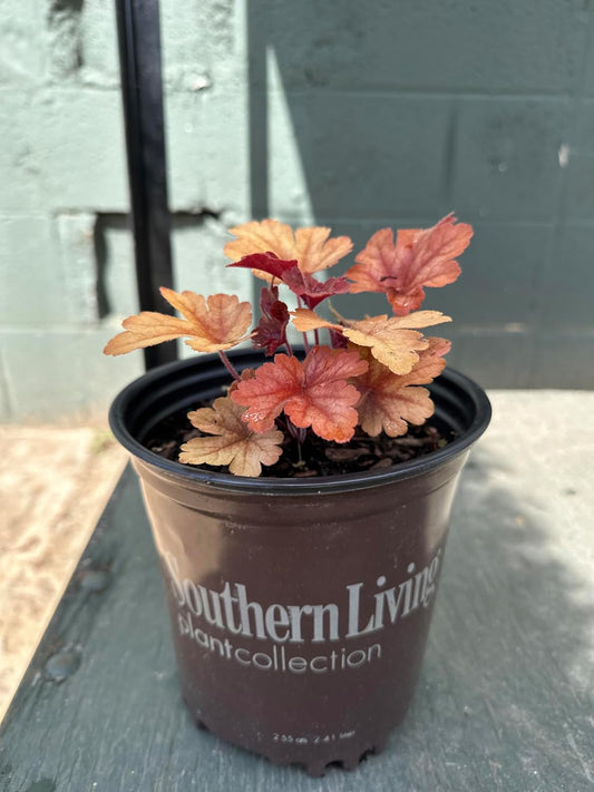 Buttered Rum Heucherella - 1 Gallon