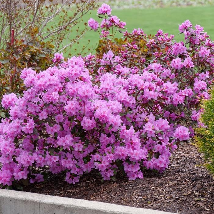 Black Hat® Rhododendron - 3 Gallon (2 Pack)