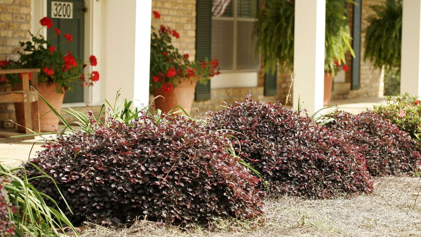 Purple Pixie® Loropetalum - 3 Gallon